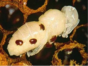 Varroa