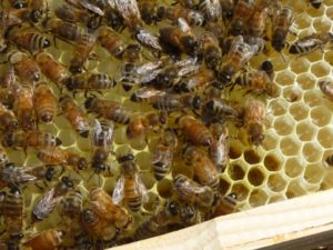 bees-new-comb-LNP1040159