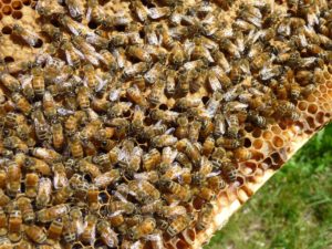 Frame of Bees