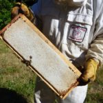 Beautiful frame of honey