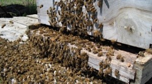 Bainbridge Island swarm
