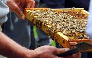 Frame of honeybees and hive tool