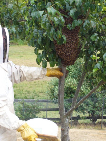 Bee swarm in a tree photo