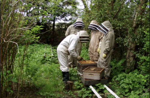 Register your hives apiary washington wsda department of agriculture funding grants scholarships support research pollinators honey bees