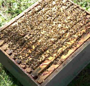 Woods Bee Company Co Nucs Bees Bee Honey For Sale Queen Centralia Washington WASBA Beekeeper Bee Keeping Organization Classifieds Colony Colonies 10 Frame 20 Frame Hive