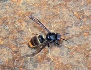 Live yellow-legged hornet intercepted at Port of Vancouver Public asked to report suspected sightings