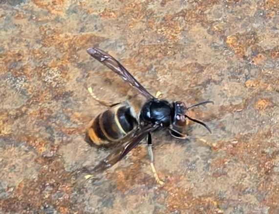 Live yellow-legged hornet intercepted at Port of Vancouver Public asked to report suspected sightings
